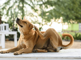 chien se gratte